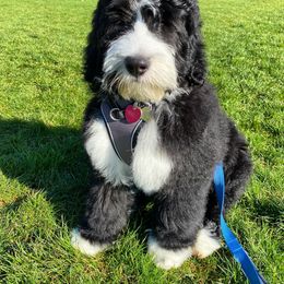 Bernedoodle and Double Doodle Puppies from Cloud Nine Doodles