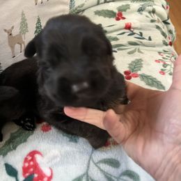 Boy 3 - German Shepherd puppy from Cottonwood Kennel