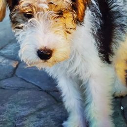 Girl 3 - White black and tan female Wire Fox Terrier puppy in Denver, Colorado from Colorado Wire Fox Terriers