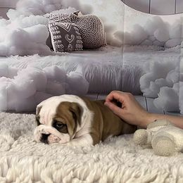 Bulldog Puppies from Sweet Rolls