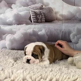 Bulldog Puppies from Sweet Rolls