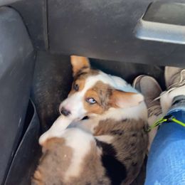 American Corgi and Pembroke Welsh Corgi Puppies from MKM Corgi Company