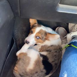 American Corgi and Pembroke Welsh Corgi Puppies from MKM Corgi Company