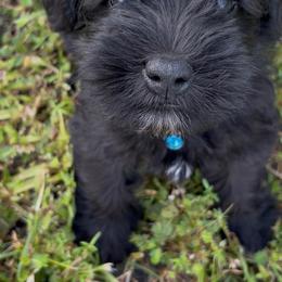 Onyx - Black male Miniature Schnauzer puppy in Port Orange, Florida from Blue Ribbon Schnauzers