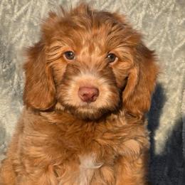 Toadette - Red  female Goldendoodle puppy in Tucson, Arizona from Adored Poodle & Doodles