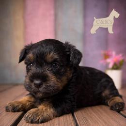 Jagger - Black and silver male Miniature Schnauzer puppy in Lufkin, Texas from C&K’s Schnauzer House