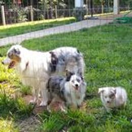 Miniature Australian Shepherds from Baja Farms Aussie's