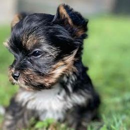 Yorkshire Terriers from Broadway's Little Blessings