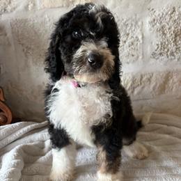 Flower - female Australian Mountain Doodle puppy in Snook, Texas from Snook Acres Doodles
