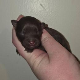 Girl 1 - Chocolate and tan female Pomeranian puppy in Creswell, North Carolina from Grace's Poms🐾💕