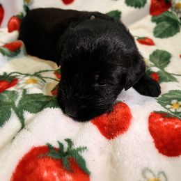 Giant Schnauzer Puppies from Toledo Bend Giants Vom Zitronen