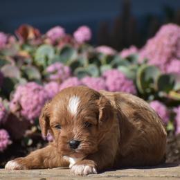 Rylie - Red male Cavapoo puppy in Gap, Pennsylvania from Country View Puppies ( License 18816)