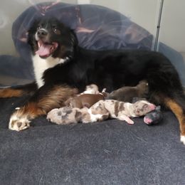 Aussiedoodle, Bernedoodle, and Miniature American Shepherd Puppies from Silverton Doodles