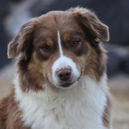 Wilma - Australian Shepherd
