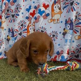 Rad - Red male Dachshund puppy in Duncan, Arizona from Bootheel Doxies