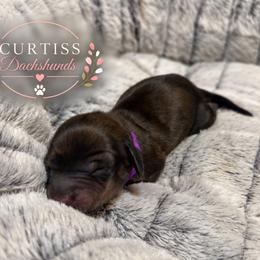 2nd Born Brindle - Brindle female Dachshund puppy in Rochester, Washington from Curtiss Dachshunds