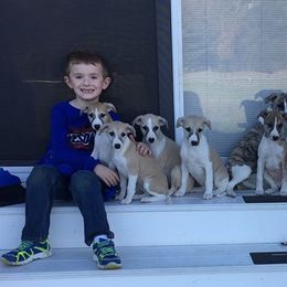 Whippet Puppies from Laurel-Highmoor Whippets