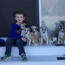Whippet Puppies from Laurel-Highmoor Whippets