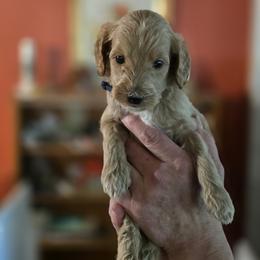 Barry Allen - Apricot male Goldendoodle puppy in Milton, Florida from Sutton Place Doodles