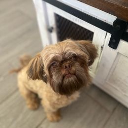 Teddy - Shih Tzu