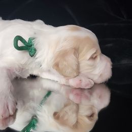 Australian Cobberdog Puppies from Heartland Hills Australian Cobberdogs