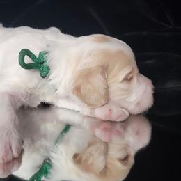 Australian Cobberdog Puppies from Heartland Hills Australian Cobberdogs