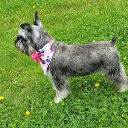 Kiara - Miniature Schnauzer