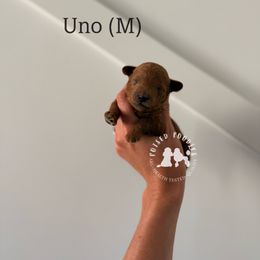 Uno - Red  male Poodle puppy in Queen Creek, Arizona from Poised Poodles