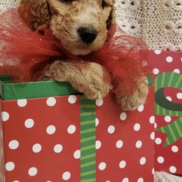 Golden Retriever and Goldendoodle Puppies from Penny Doodles