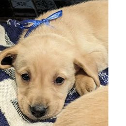 Labrador Retrievers from Michelle's Lovable Labs