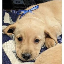 Labrador Retrievers from Michelle's Lovable Labs