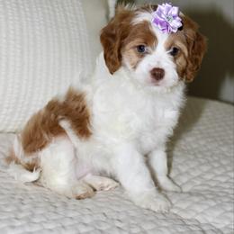 Ivy - Blenheim female Cavapoo puppy in Apple Creek, Ohio from Arlene Hershberger