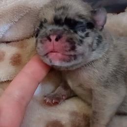 Xavier - Fawn male Pug puppy in East Bernstadt, Kentucky from Sundance Pugs