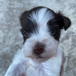 Dark Purple collar Bean chocolate and white - Liver male Miniature Schnauzer puppy in Temple, Texas from Schnauzers Of Taylor