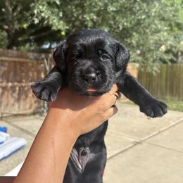 Labrador Retriever puppies from Eastland Labradors