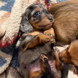Chip - Dapple female Dachshund puppy in Temecula, California from Naomi Magee's Dachshund Kennel
