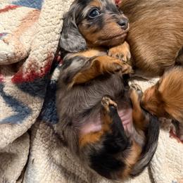 Chip - Dapple female Dachshund puppy in Temecula, California from Naomi Magee's Dachshund Kennel