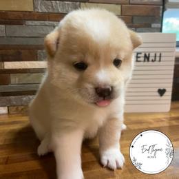 Shiba Inu puppies from EndThyme Acres