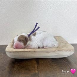 Trix - Parti female Goldendoodle puppy in Crothersville, Indiana from Wischmeier’s Doodles