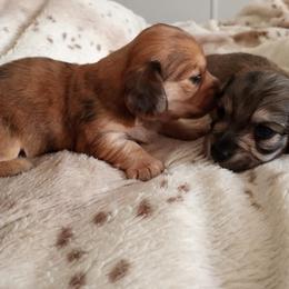 Dachshund Puppies from Em-Me's Royal 'n Loyal Dachshunds