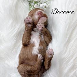 Bahama - Red  male Goldendoodle puppy in from Pink Poodles and Doodles