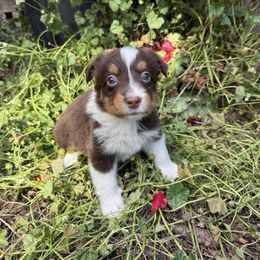 Baby - Red tri-color female Australian Shepherd puppy in Yelm, Washington from Country Rose Australian Shepherds