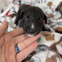 Cranberry - Black male Whippet puppy in Fort Myers, Florida from Rainbow Whippets