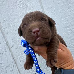 Blue - Chocolate male Labrador Retriever puppy in Newton Grove, North Carolina from Wayalife Labradors & Gsp’s