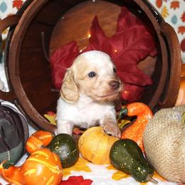 Krueger - Piebald male Dachshund puppy in Corbin, Kentucky from White River Valley Kennel