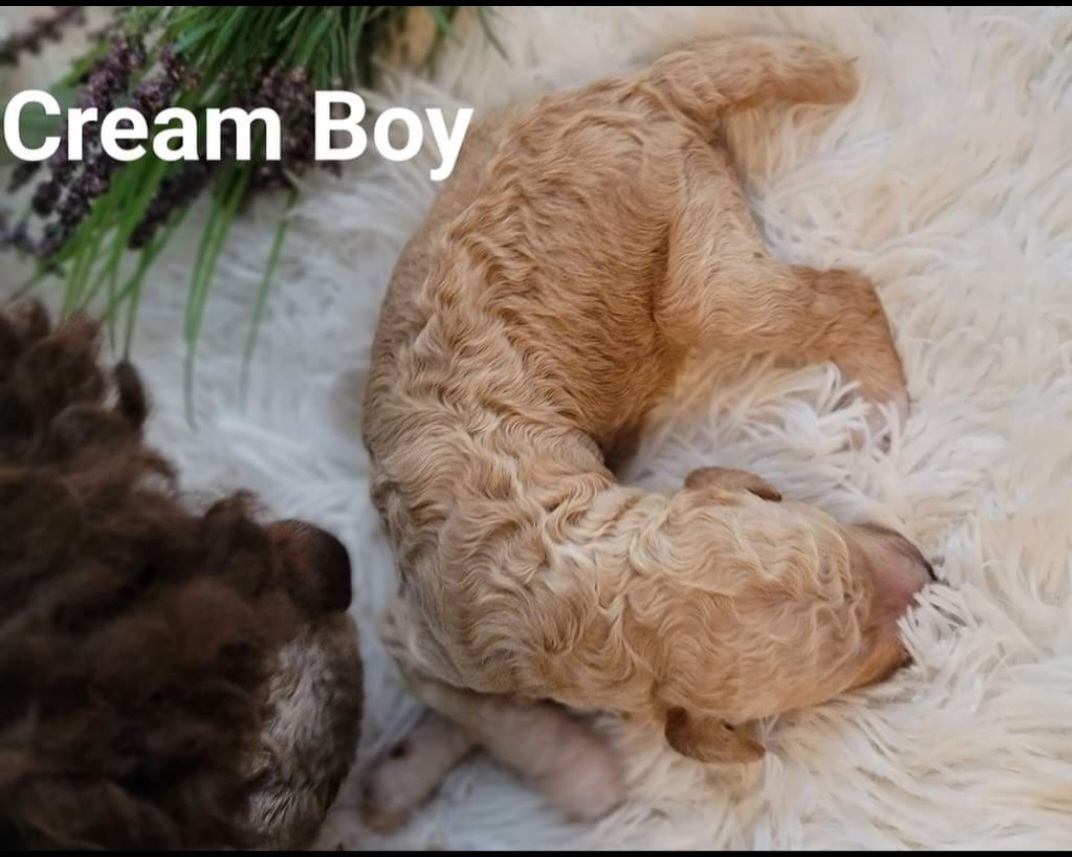 Poodle Puppies from Caboodles of Poodles