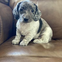 Dachshund Puppies from Benji’s Babies
