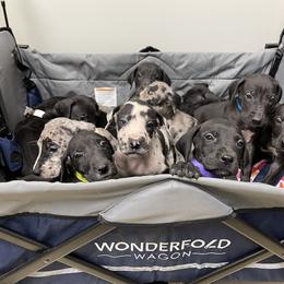 Great Dane Puppies from Starlight Danes