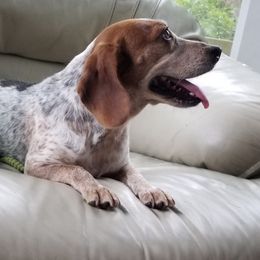 Mo - Beagle
