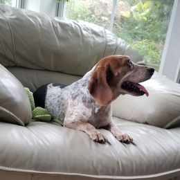 Mo - Beagle